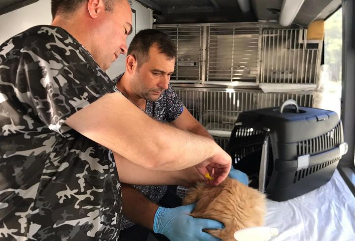 Balıkesir Büyükşehir Belediyesi sokak hayvanlarının bakım ve tedavisini sürdürüyor