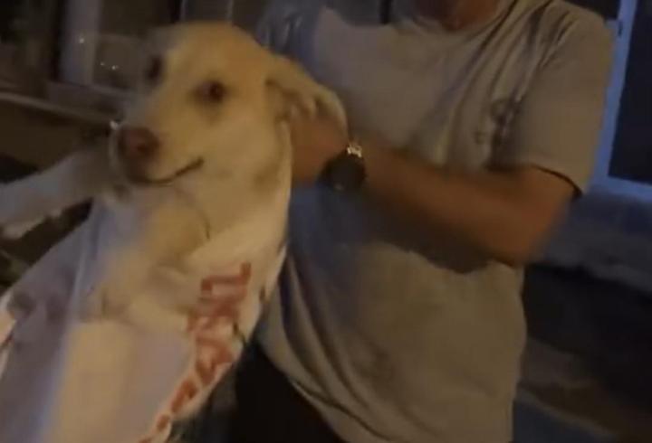 Çuvala koyulan köpeği, hayvansever kadın kurtardı