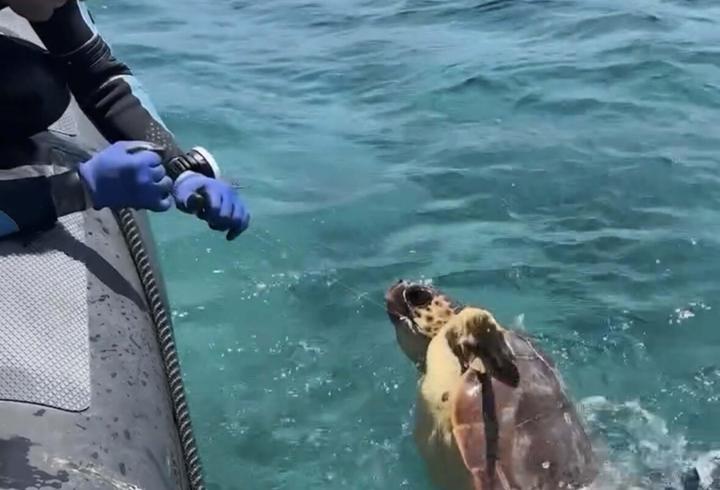 Muğla'da ağa takılan deniz kaplumbağası kurtarıldı