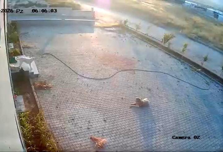 Başıboş köpek sürüsünün başka köpek ve yavrusuna saldırısı kamerada