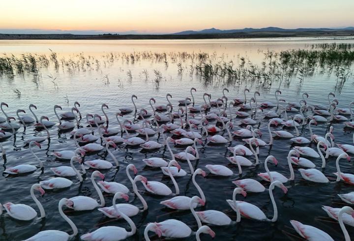 Tuz Gölü’ne göç yolunda mola veren flamingolar renkli görüntüler oluşturdu