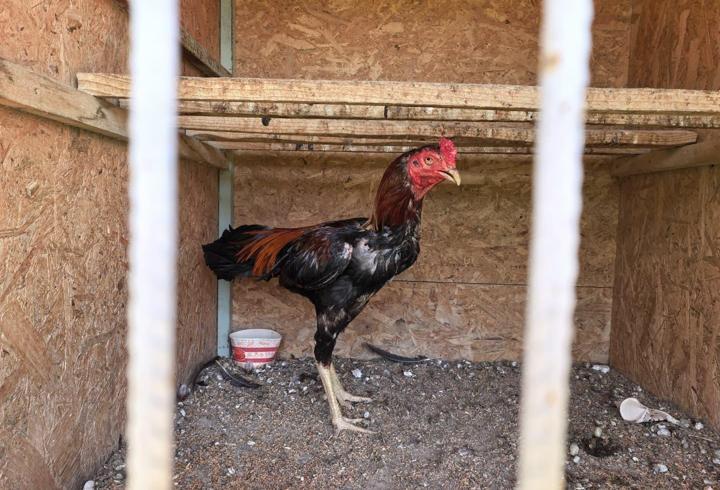 Bursa’da horoz dövüştürülen eve baskın; bahis oynayan 50 kişiye 650 bin TL ceza