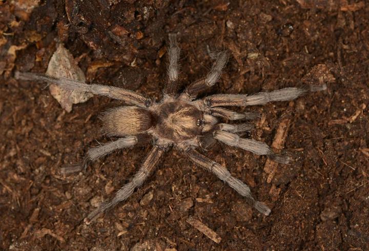 Türkiye'nin yeni tarantula türü tescillendi
