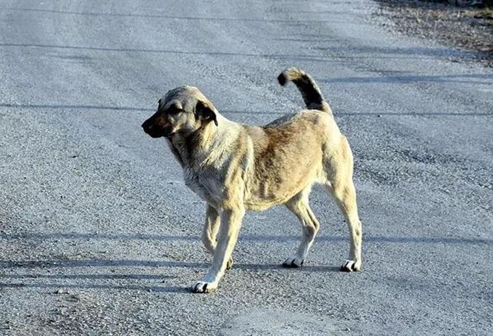 Ankara Valisi duyurdu: 52 bin sokak hayvanı toplandı
