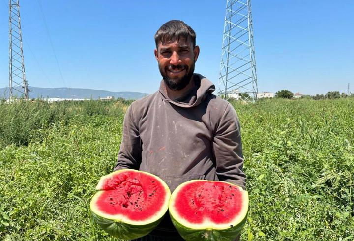 Torbalı'da karpuz hasadı başladı