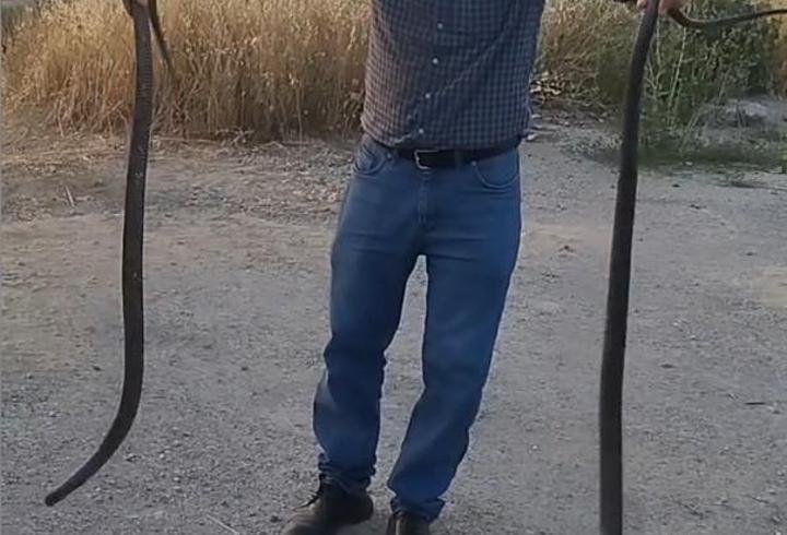 Yakaladığı 2 yılanı doğaya saldı; o anlar kamerada