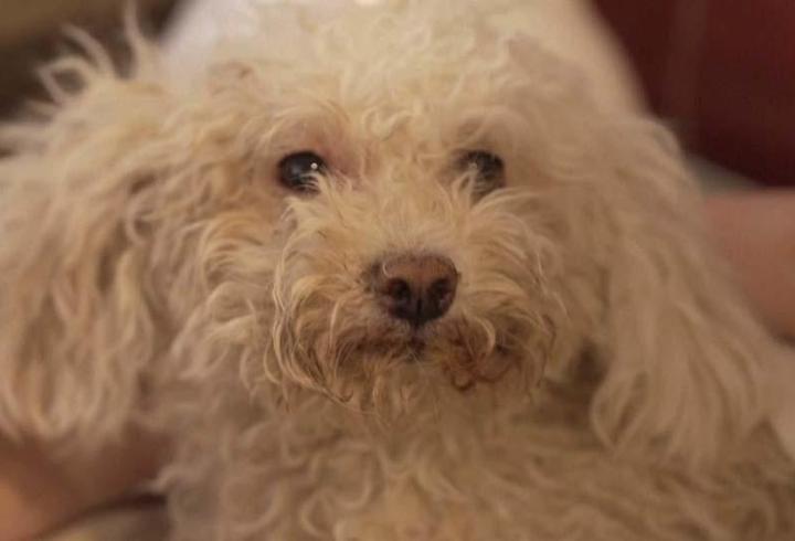 Venezuela'da mucize kurtuluş! Buddy adlı köpek 8 gün sonra enkazdan sağ çıkarıldı
