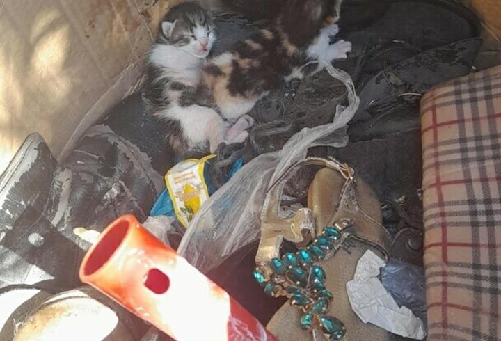 Belediye ekiplerinin dikkati yavru kedileri hayata bağladı