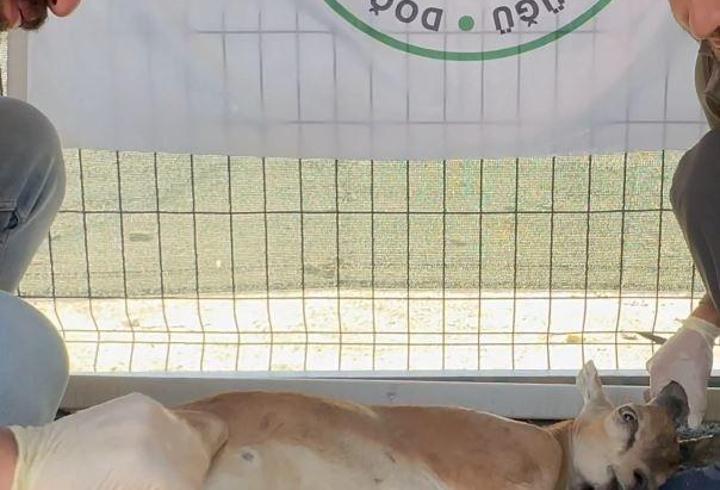 Koruma altındaki yaban keçisini yaralayan avcıya 1,2 milyon lira ceza