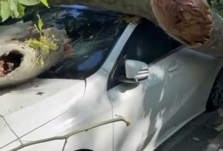 Bakırköy'de asırlık çınar ağacı park halindeki otomobilin üzerine devrildi