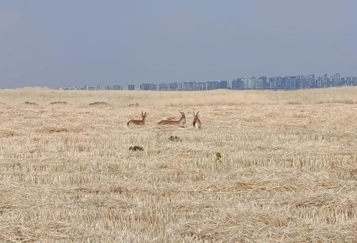 Diyarbakır’da dağ keçileri yerleşim yerlerine yaklaştı