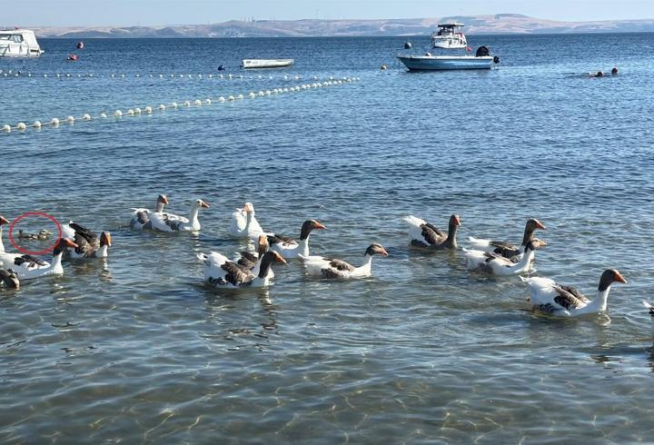 'Şartlı tahliye' edilen kazlar, ördek yavrusunu sahiplenip, sürüye aldı