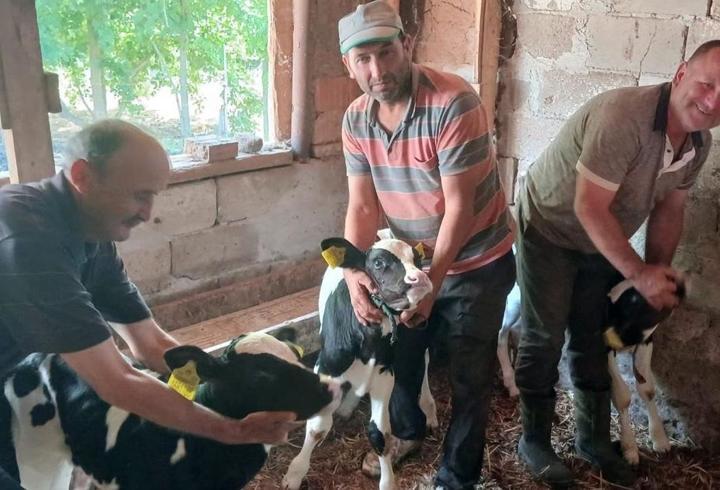 Edirne’de besiciyi üçüz buzağı sevinci