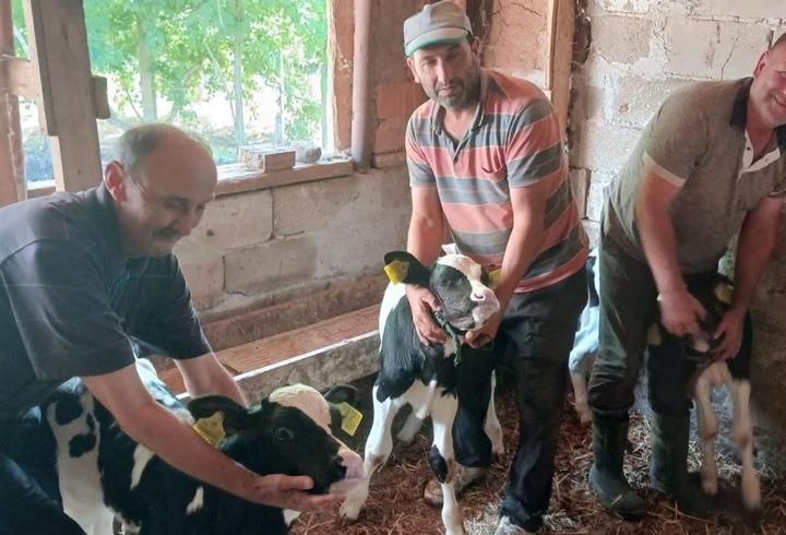 Edirne’de inek, üçüz doğurdu