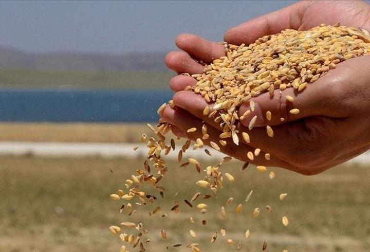 Hububat ihracatı 6 ayda 5,8 milyar doları aştı! En fazla ihracat Irak'a yapıldı