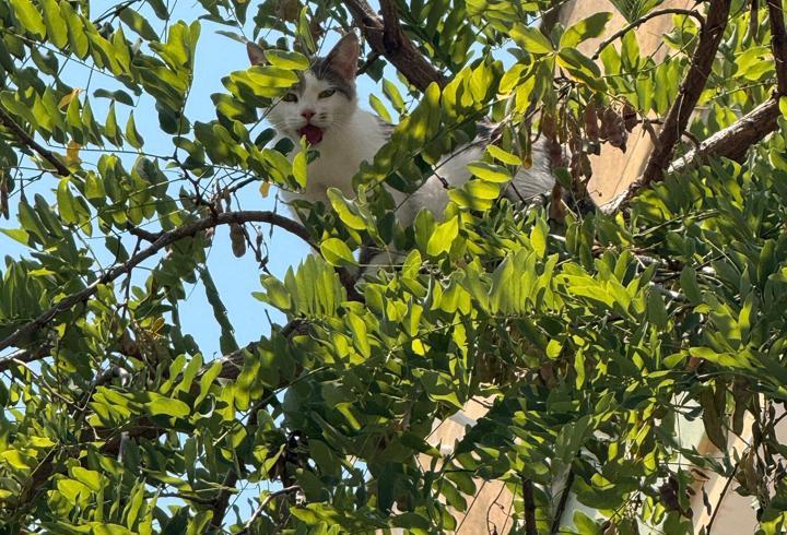 Ağaçta mahsur kalan kedi kurtarıldı