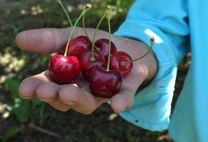 Sultandağı'nda kiraz hasadı başladı! Rekolte yüksek, üretici fiyatlardan dertli