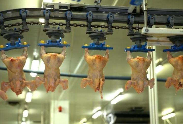TÜİK verileri açıklandı! Tavuk eti üretimi geriledi, yumurtada dikkat çeken artış