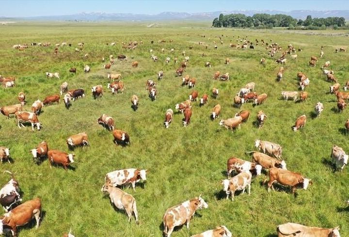 Kars'ta kayıtlı mera alanı 2 yılda 418 bin hektara yükseldi! Hayvancılığa 25 milyon liralık destek