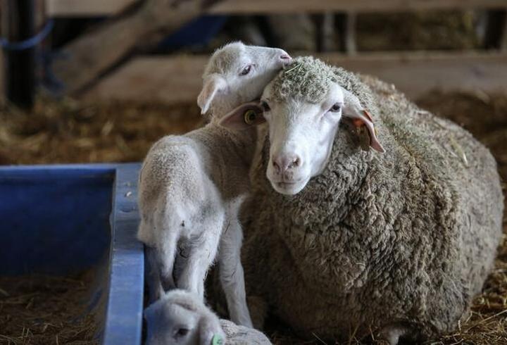 TİGEM 60 bin kilogram merinos yapağını satışa çıkarıyor: İhale tarihi ve şartları belli oldu