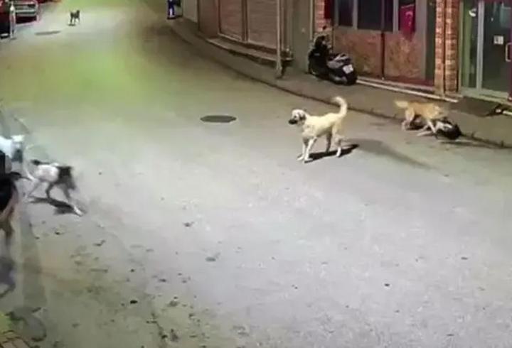 Ordu'da sahipsiz köpek paniği! Küçük çocuk dehşeti yaşadı