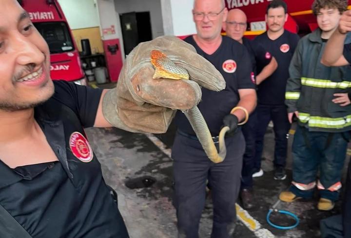 Yalova'ya feribotla gelen otomobilde yılan çıktı; o anlar kamerada