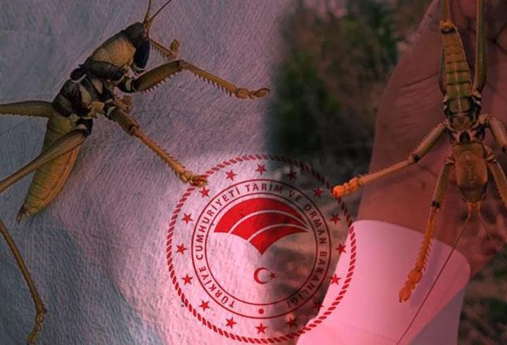 Doğmamış bir bebeğin kanında, toprakta, gölde, denizde... Akla gelebilecek her yerde o var; Mikroplastik...Modern hayatın getirdiği tüketim alışkanlığı nedeniyle "kullan-at" anlayışı, doğaya zarar vermeye devam ediyor. İşte bu gidişata "dur" demek için yürütülen "Sıfır Atık" çalışmaları insanlığın da geleceğini korumayı hedefliyor. Milliyet'ten Eren Aka, Van'da gerçekleştirilen çalıştaydaki notlarını kaleme aldı. 
1