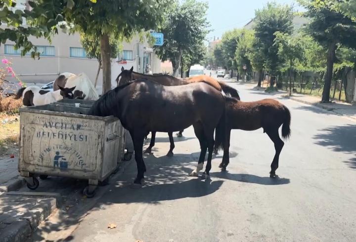 İstanbul’da başıboş atlar tehlikeye davetiye çıkarıyor