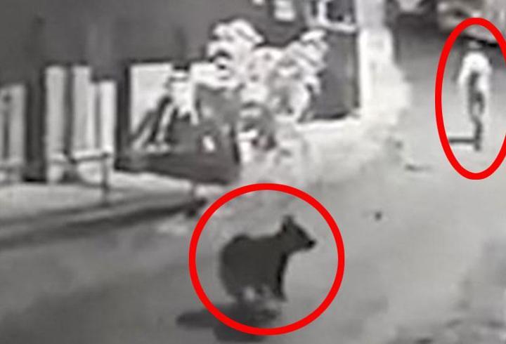 Görüntüler Türkiye'den: Şehrin ortasında ayı kovaladı