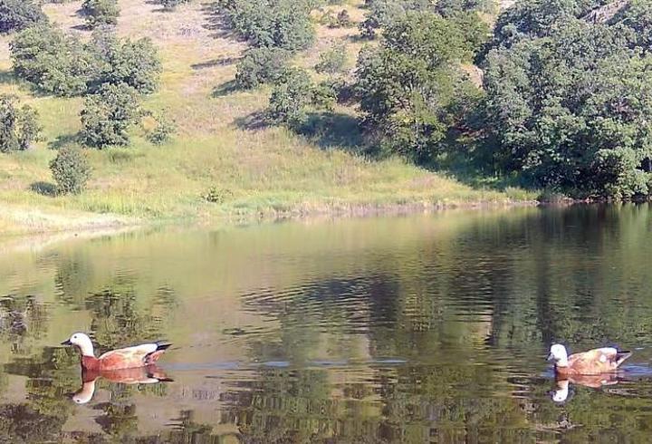 Kırıkkale’de Angıt çifti fotokapanla görüntülendi