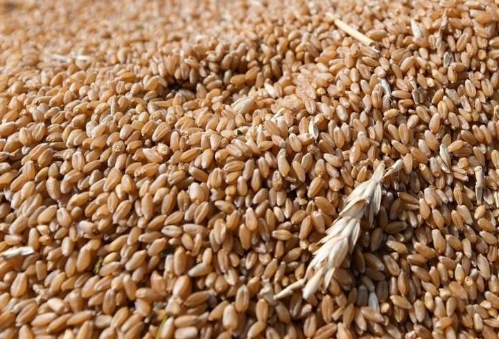 TMO'dan ekmeklik buğday ihracatı kararı: Mart 2025'ten beri süren kısıtlama kaldırıldı