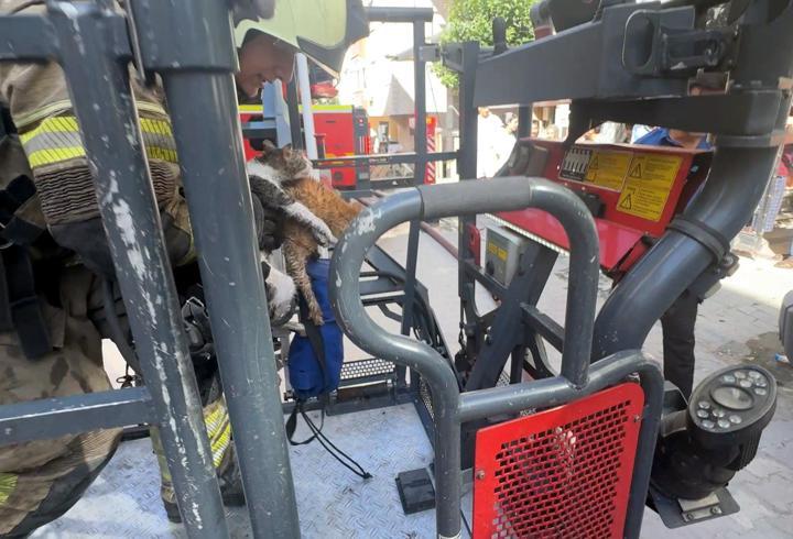 Avcılar’da çatı katında çıkan yangında 10 kedi öldü; 2 kedi çatıdan atladı