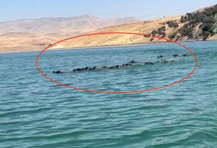Baraj gölünü yüzerek geçen yaban domuzu sürüsü kamerada