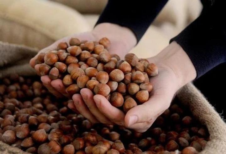 FINDIK FİYATLARI 2026: TMO fındık alım fiyatları açıklandı mı, ne zaman açıklanacak? Levant ve Giresun kalite fındık ne kadar?