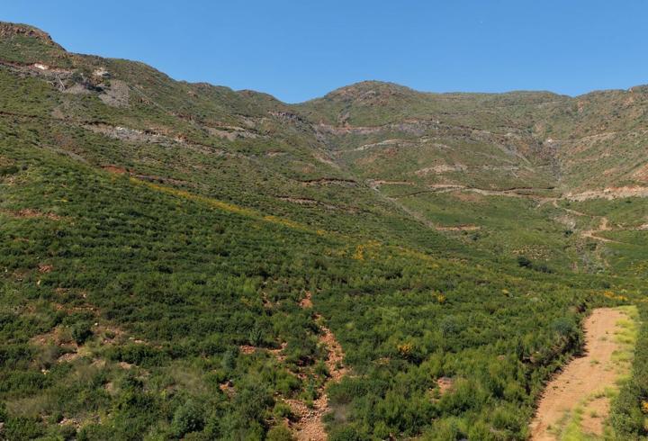 Muğla'da büyük yangınların 5'inci yılında yanan alanlar yeşil örtüye kavuştu