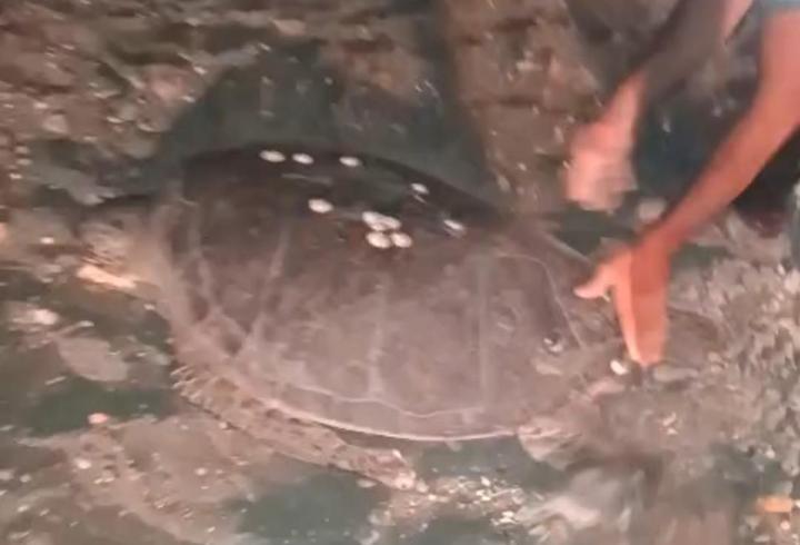 Sahilde yönünü şaşıran caretta carettayı vatandaşlar denize ulaştırdı