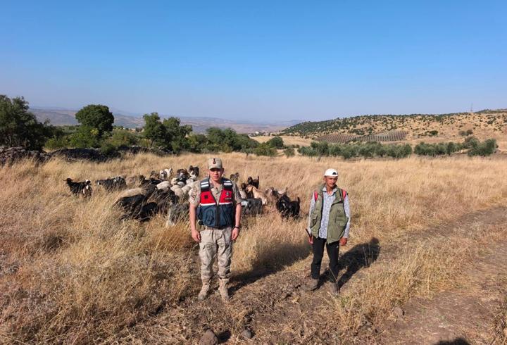 Kilis’te kayıp olan 50 küçükbaş hayvan bulundu