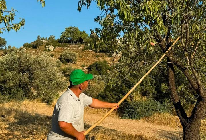 Datça'da badem hasadı başladı