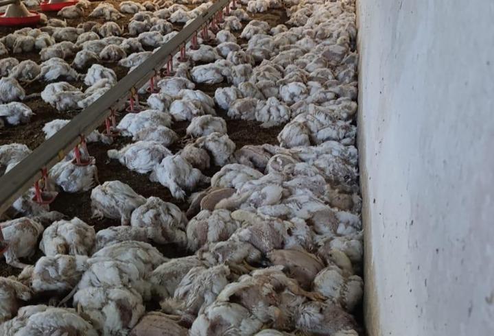 Çiftliğin havalandırması arızalanınca 4 bin tavuk öldü