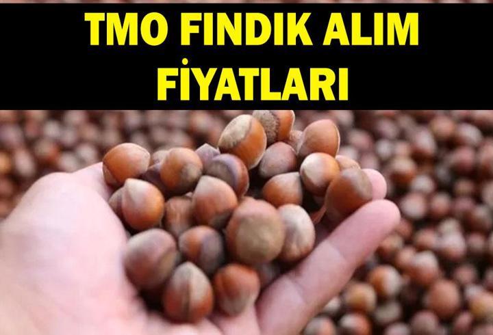 TMO FINDIK FİYATI AĞUSTOS 2026: Fındık alım fiyatları ne kadar oldu? Giresun, levant kalite fındık alım fiyatı kaç TL oldu?