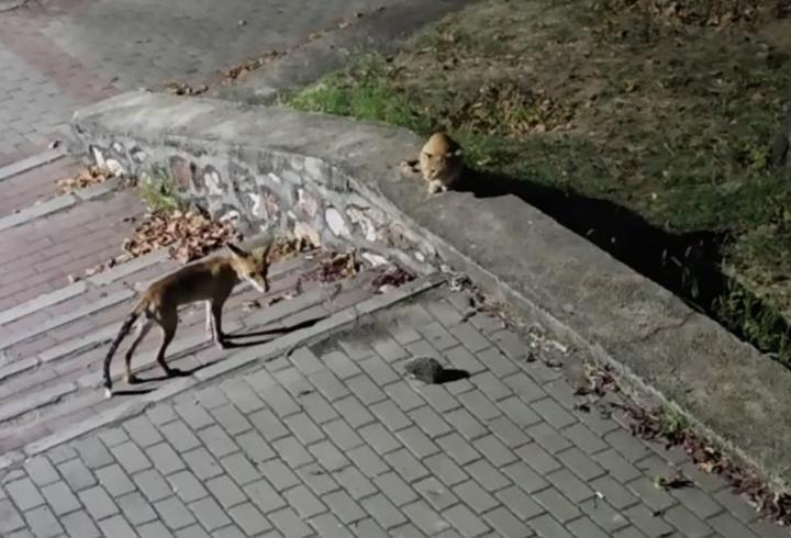 Parkta tilki, kedi ve kirpinin karşılaşması kamerada