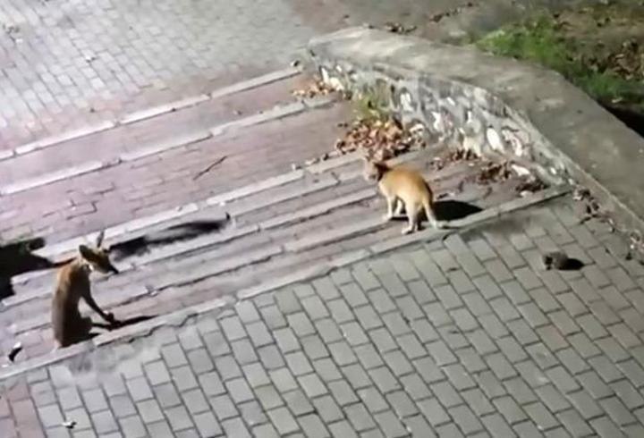 Bursa’da şaşırtan buluşma: Tilki, kedi ve kirpi aynı noktada buluştu