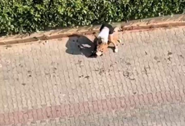 Ağızlıksız gezdirilen pitbull, kediyi öldürdü; sahibi, 'polisi aramayın' dedi
