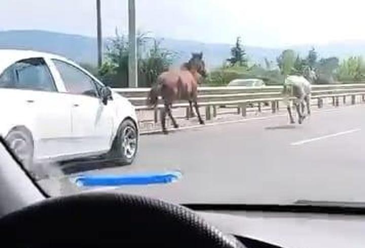 Yola çıkan başıboş atlar sürücülere zor anlar yaşattı