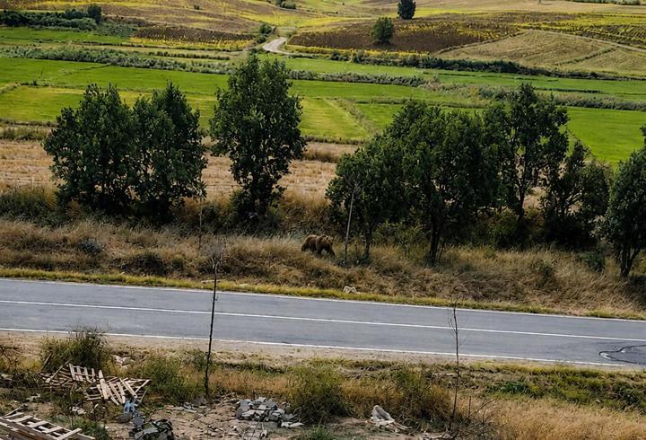 Belediye başkanından vatandaşlara ‘bozayı’ uyarısı