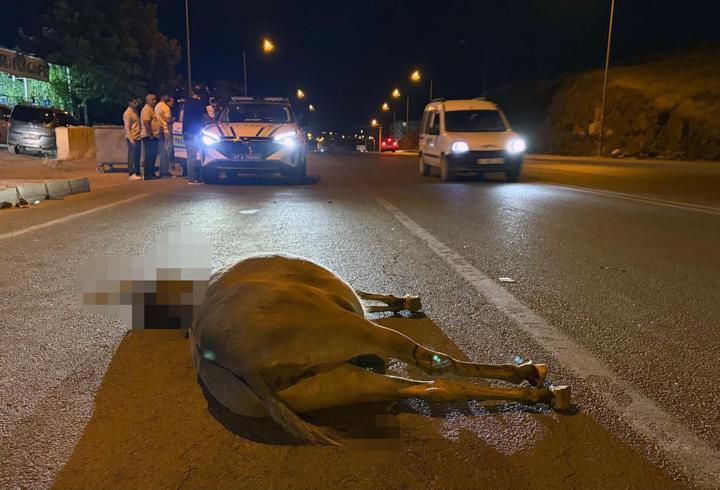 Derik'te minibüsün çarptığı eşek öldü