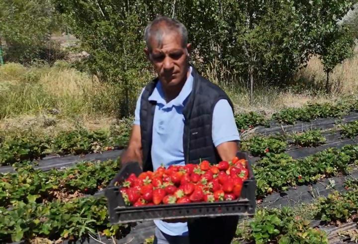 Hobi olarak çilek yetiştiriciliğine başladı, hibe desteğiyle üretim alanını artırdı/Ek fotoğraf