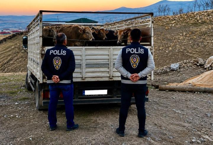 Kırşehir'de mandıradan 10 büyükbaş çalan şüpheli tutuklandı