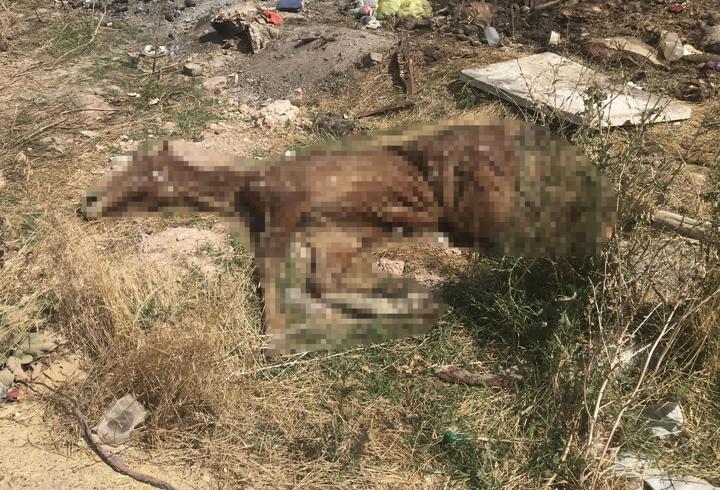 Bolvadin’de açık alandaki hayvan ölüleri tepki çekti