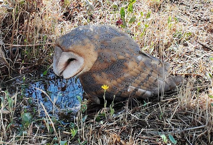 Sivas'ta bitkin halde bulunan peçeli baykuş, tedaviye alındı